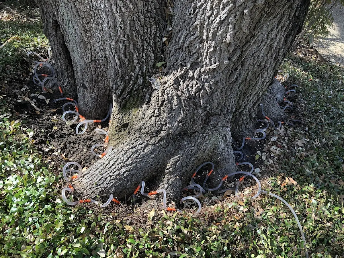 Detailed Tree Cabling and Bracing job site in Louisburg