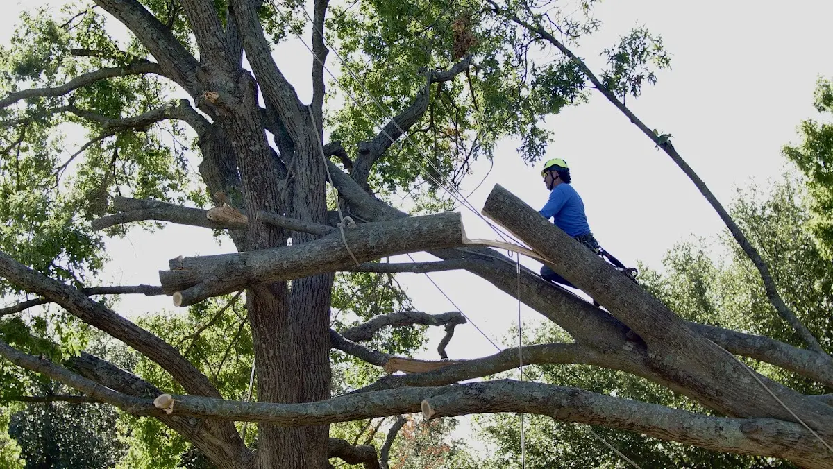 Professional Crown Thinning performed by certified arborists in Louisburg