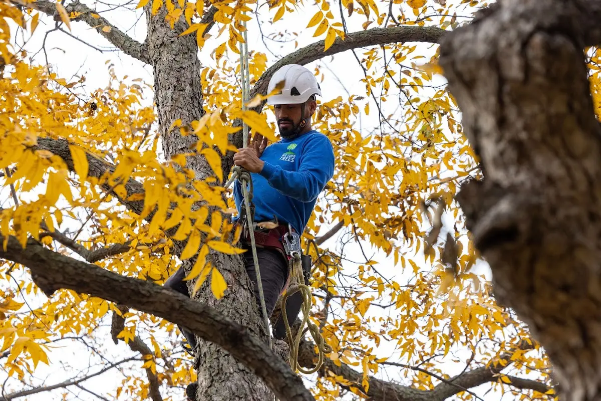 Skilled Tree Trimming crew working in Louisburg